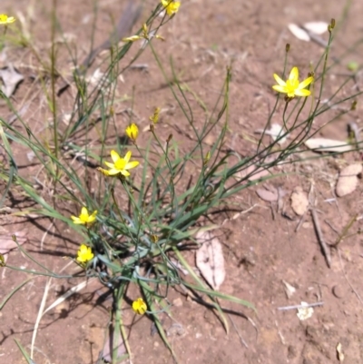 Tricoryne elatior (Yellow Rush Lily) at Mount Ainslie - 23 Nov 2020 by LyndalT