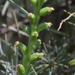 Microtis parviflora (Slender Onion Orchid) at O'Connor, ACT - 24 Nov 2020 by ConBoekel