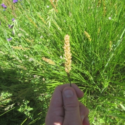 Carex appressa (Tall Sedge) at O'Malley, ACT - 14 Nov 2020 by Tapirlord