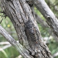 Atrapsalta furcilla (Southern Mountain Squeaker) at Bruce, ACT - 23 Nov 2020 by MattFox