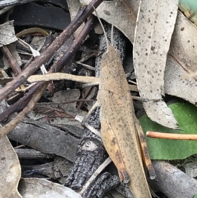 Goniaea opomaloides (Mimetic Gumleaf Grasshopper) at Flea Bog Flat, Bruce - 23 Nov 2020 by MattFox