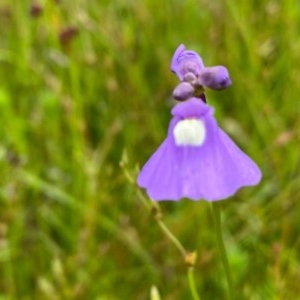 Utricularia dichotoma at Tuggeranong DC, ACT - 24 Nov 2020