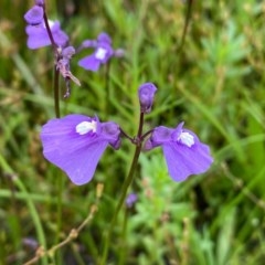 Utricularia dichotoma at Tuggeranong DC, ACT - 24 Nov 2020