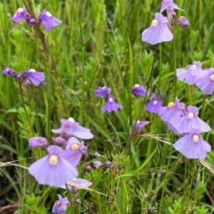 Utricularia dichotoma at Tuggeranong DC, ACT - 24 Nov 2020