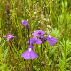 Utricularia dichotoma at Tuggeranong DC, ACT - 24 Nov 2020