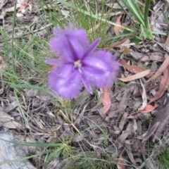 Thysanotus tuberosus subsp. tuberosus (Common Fringe-lily) at Wee Jasper, NSW - 21 Nov 2020 by Tapirlord