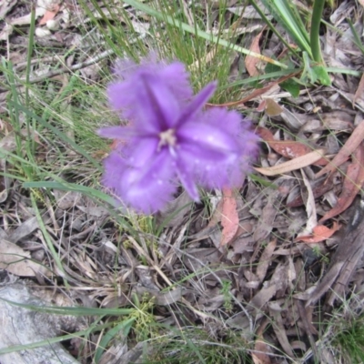 Thysanotus tuberosus subsp. tuberosus (Common Fringe-lily) at Wee Jasper, NSW - 21 Nov 2020 by Tapirlord