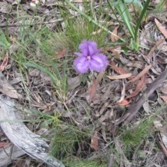 Thysanotus tuberosus subsp. tuberosus at Wee Jasper, NSW - 21 Nov 2020