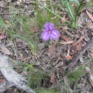 Thysanotus tuberosus subsp. tuberosus at Wee Jasper, NSW - 21 Nov 2020