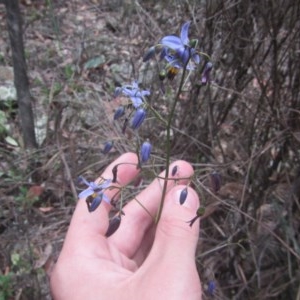 Dianella revoluta var. revoluta at Wee Jasper, NSW - 21 Nov 2020