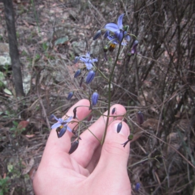 Dianella revoluta var. revoluta (Black-Anther Flax Lily) at Wee Jasper, NSW - 20 Nov 2020 by Tapirlord