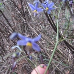 Dianella revoluta var. revoluta at Wee Jasper, NSW - 21 Nov 2020