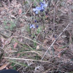 Dianella revoluta var. revoluta at Wee Jasper, NSW - 21 Nov 2020