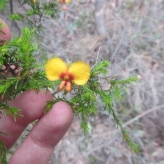 Dillwynia phylicoides (A Parrot-pea) at Wee Jasper, NSW - 21 Nov 2020 by Tapirlord