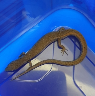 Saproscincus mustelinus (Weasel Skink) at Fraser, ACT - 23 Nov 2020 by JNewport