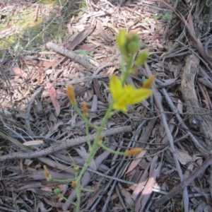 Bulbine sp. at Wee Jasper, NSW - 21 Nov 2020