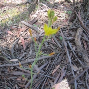 Bulbine sp. at Wee Jasper, NSW - 21 Nov 2020