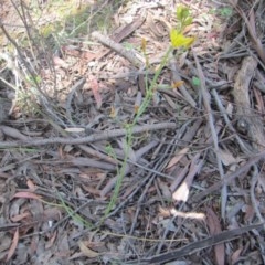 Bulbine sp. at Wee Jasper, NSW - 21 Nov 2020