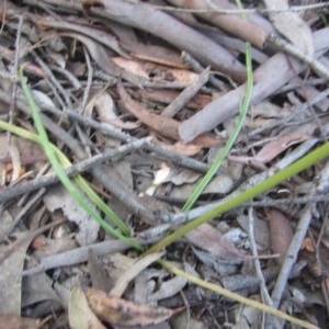 Bulbine sp. at Wee Jasper, NSW - 21 Nov 2020