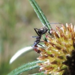 Iridomyrmex purpureus (Meat Ant) at Conder, ACT - 3 Nov 2020 by MichaelBedingfield