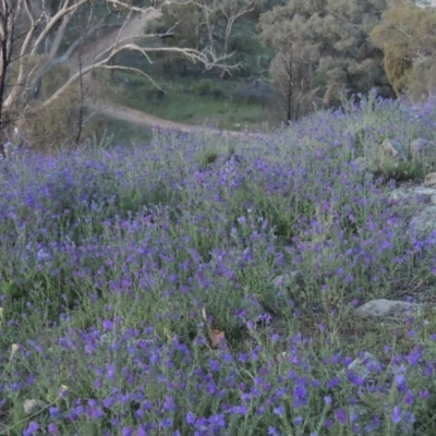 Echium sp. (Paterson's Curse or Viper's Bugloss) at Tuggeranong Hill - 19 Oct 2020 by michaelb