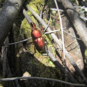 Lamprima aurata at Wee Jasper, NSW - suppressed