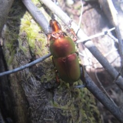 Lamprima aurata at Wee Jasper, NSW - suppressed