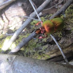 Lamprima aurata at Wee Jasper, NSW - suppressed