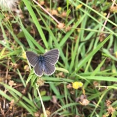 Zizina otis (Common Grass-Blue) at Forde, ACT - 25 Nov 2020 by JasonC