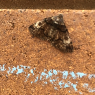 Cryphaea xylina (Woodland Geometrid) at Lyneham, ACT - 24 Nov 2020 by Tapirlord