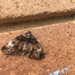 Cryphaea xylina at Lyneham Wetland - 24 Nov 2020 11:06 PM