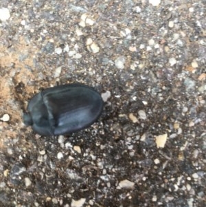 Pterohelaeus piceus at Lyneham Wetland - 24 Nov 2020 11:10 PM