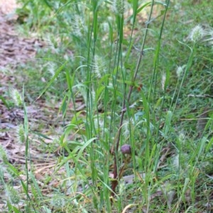 Cynosurus echinatus at O'Connor, ACT - 23 Nov 2020