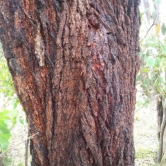 Eucalyptus sideroxylon (Mugga Ironbark) at Aranda, ACT - 24 Nov 2020 by petaurus
