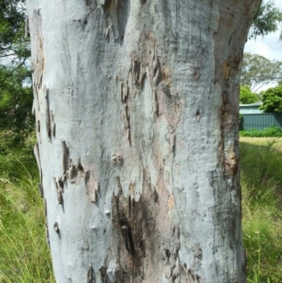 Eucalyptus mannifera (Brittle Gum) at Aranda, ACT - 25 Nov 2020 by petaurus