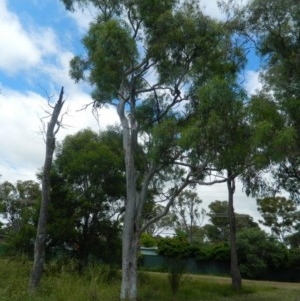 Eucalyptus mannifera at Aranda, ACT - 25 Nov 2020 03:23 AM