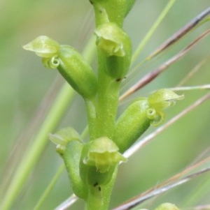 Microtis parviflora at O'Connor, ACT - 23 Nov 2020