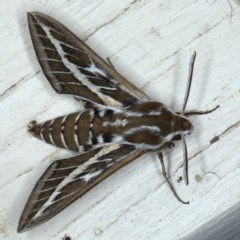Hyles livornicoides (Australian Striped hawk Moth) at Ainslie, ACT - 17 Nov 2020 by jb2602