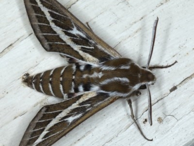 Hyles livornicoides (Australian Striped hawk Moth) at Ainslie, ACT - 18 Nov 2020 by jb2602
