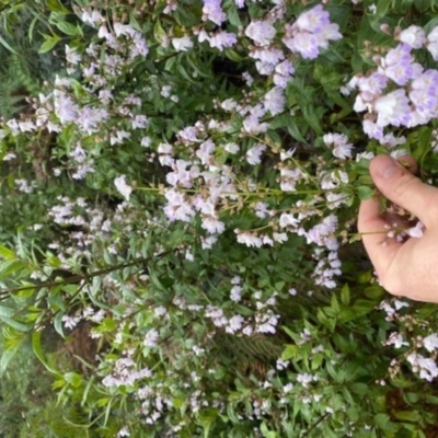 Prostanthera lasianthos (Victorian Christmas Bush) at Lower Cotter Catchment - 24 Nov 2020 by ThomasMungoven