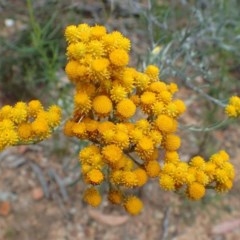 Chrysocephalum semipapposum (Clustered Everlasting) at O'Connor, ACT - 24 Nov 2020 by RWPurdie
