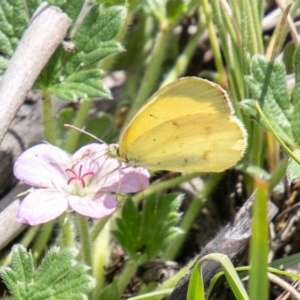 Eurema smilax at Mount Clear, ACT - 24 Nov 2020