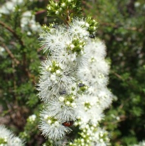 Kunzea ambigua at Bruce, ACT - suppressed