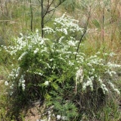 Kunzea ambigua at Bruce, ACT - suppressed