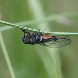 Yoyetta sp. (genus) at Lake George, NSW - 24 Nov 2020