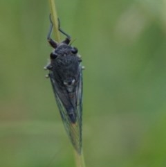 Yoyetta sp. (genus) at Lake George, NSW - 24 Nov 2020