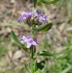 Mentha diemenica (Wild Mint, Slender Mint) at Downer, ACT - 24 Nov 2020 by RWPurdie