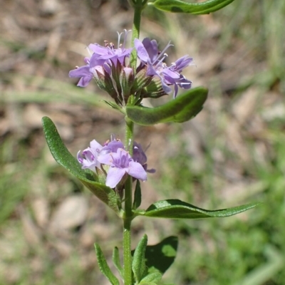 Mentha diemenica (Wild Mint, Slender Mint) at Downer, ACT - 25 Nov 2020 by RWPurdie