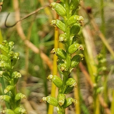 Microtis sp. (Onion Orchid) at Griffith, ACT - 25 Nov 2020 by SRoss