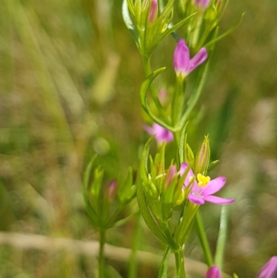 Centaurium sp. (Centaury) at Griffith, ACT - 24 Nov 2020 by SRoss